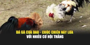 Sức Hút Của Đá Gà Cựa Dao