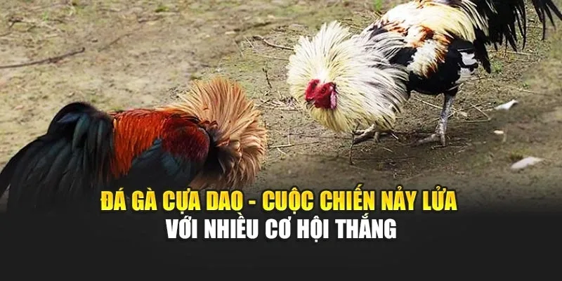 Sức Hút Của Đá Gà Cựa Dao